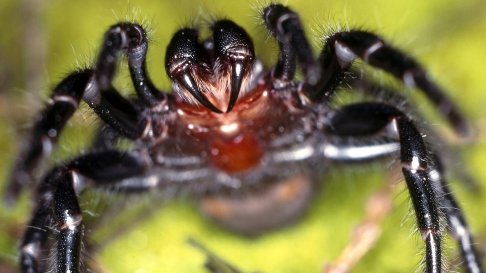 Malarija: Genetski modifikovana gljiva koja ubija komarce 2 Funnel-web spider