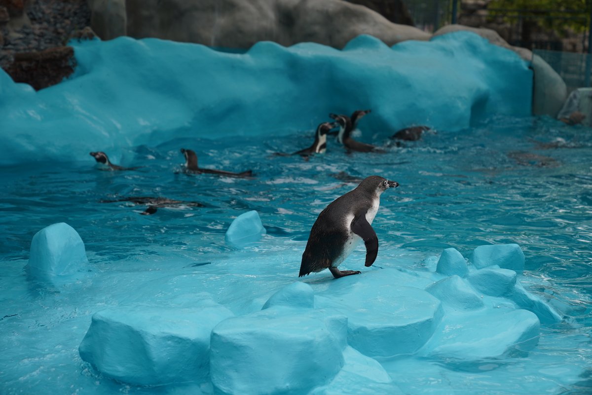 pingvini beograd pingvinarijum