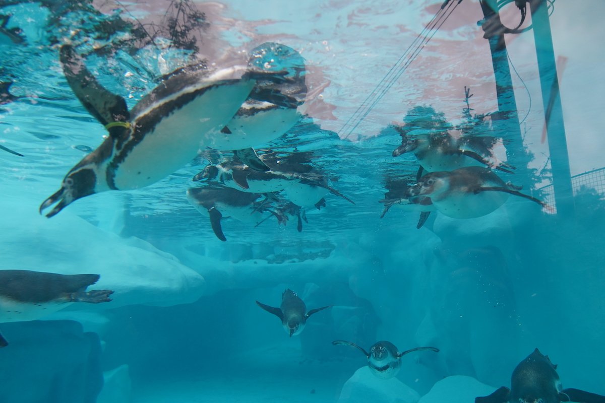 pingvini beograd pingvinarijum