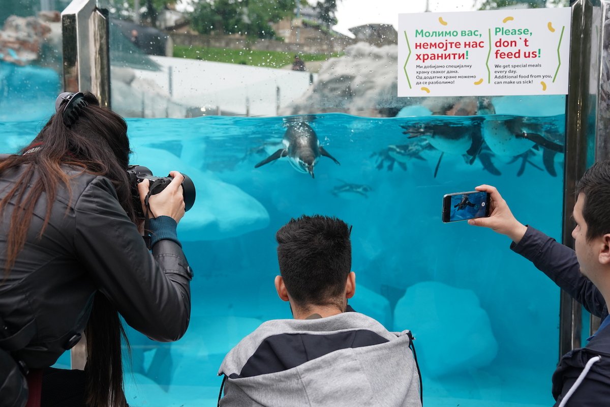 pingvini beograd pingvinarijum