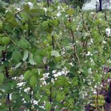 Malinjaci u zapadnoj Srbiji skoro uništeni 4