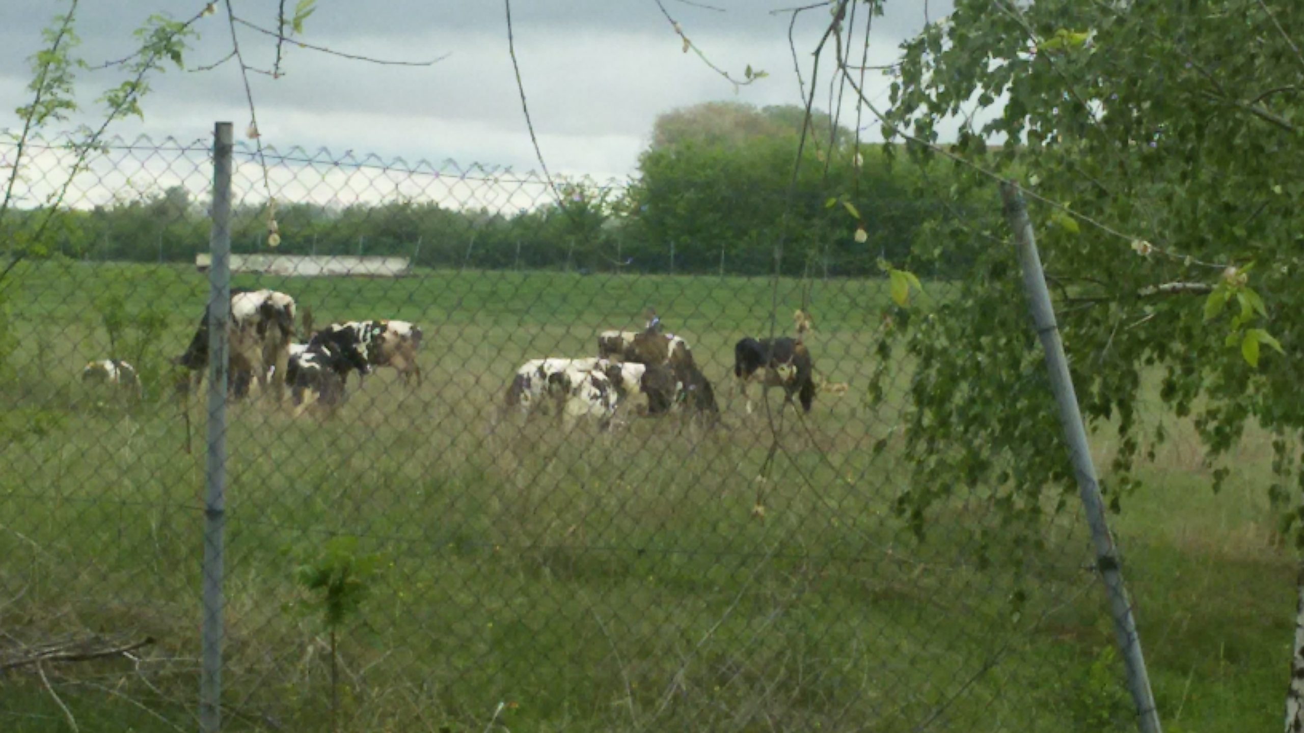 Zrenjanin: Krave umesto golfera 1