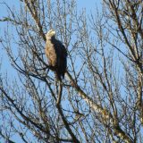 Dunavska ostrva zaštićeno područje 11