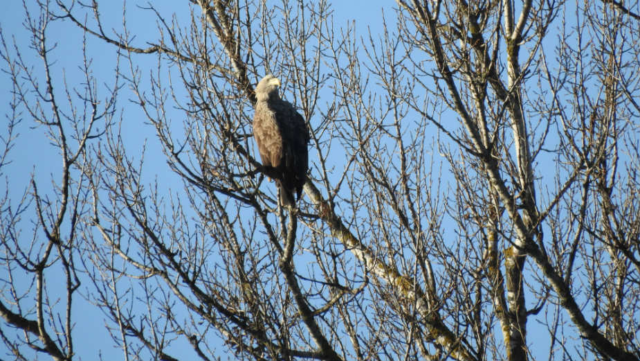 Dunavska ostrva zaštićeno područje 1