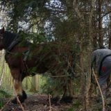 Konji umesto mašina 3