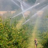 U Srbiji osigurano 10 odsto useva, u Austriji - 70 7