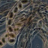 Pronađena najstarija gljiva na svetu 5