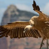 Dobrila se i dalje oporavlja od leta iz Sirije 12