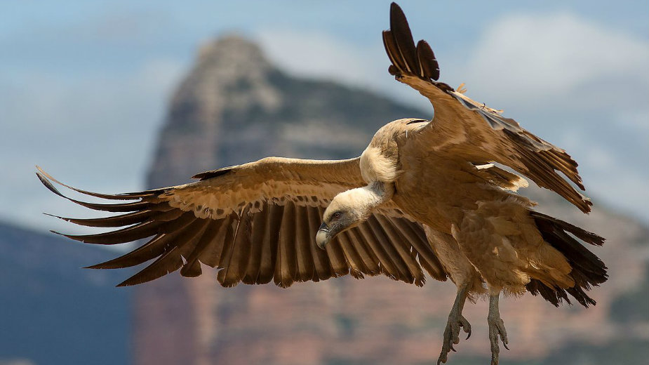 Dobrila se i dalje oporavlja od leta iz Sirije 1