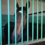 Vojvođanska prolećna rapsodija 8