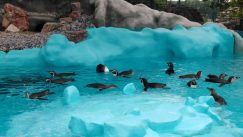 Otvoren pingvinarijum u Beo zoo vrtu (FOTO) 3