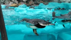 Otvoren pingvinarijum u Beo zoo vrtu (FOTO) 2