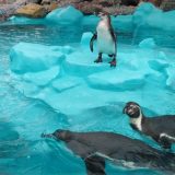 Otvoren pingvinarijum u Beo zoo vrtu (FOTO) 6