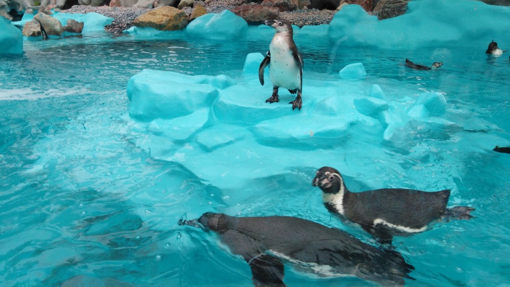 Otvoren pingvinarijum u Beo zoo vrtu (FOTO) 1