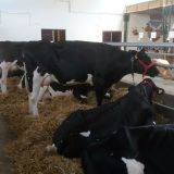 Belgijsko plavo goveče prvi put na Sajmu 3