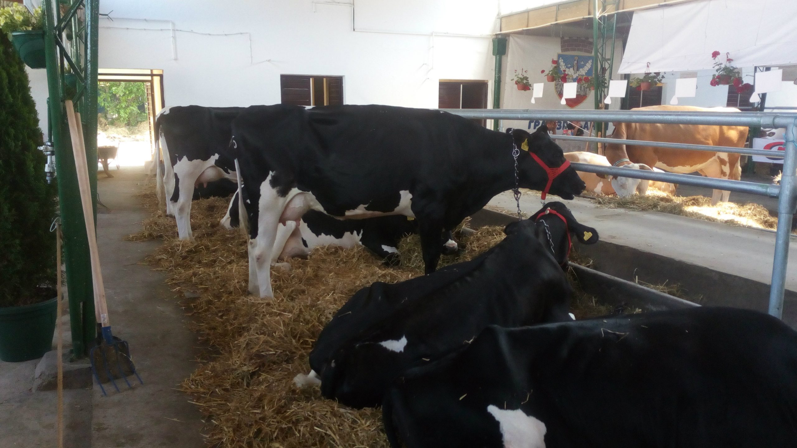 Belgijsko plavo goveče prvi put na Sajmu 1