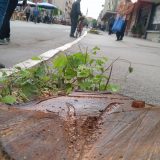 Koalicija za decentralizaciju: Brutalni napad na aktivistu protiv seče drveća u Aleksincu 15