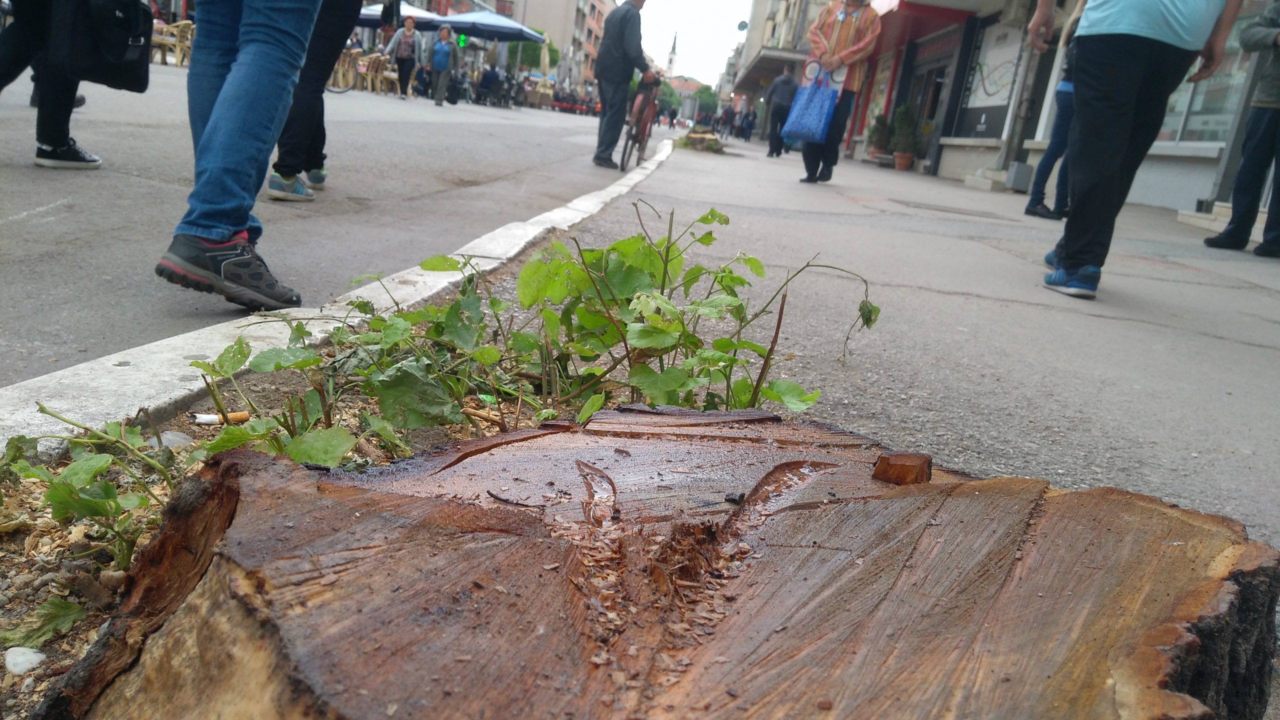 Koalicija za decentralizaciju: Brutalni napad na aktivistu protiv seče drveća u Aleksincu 1