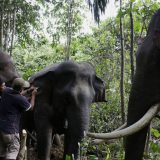 Najmanje 55 slonova umrlo od gladi u Zimbabveu za dva meseca 13