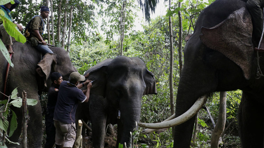 Slon za mesec danas usmrtio 14 ljudi u Indiji 1