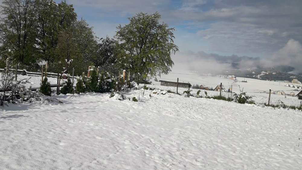 Majski sneg uništio maline u Moravičkom i Zlatiborskom okrugu, ima ga i u višim delovima Ivanjice 1