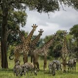 UN: Milion ugroženih vrsta na planeti, opstanak ljudi u pitanju 6