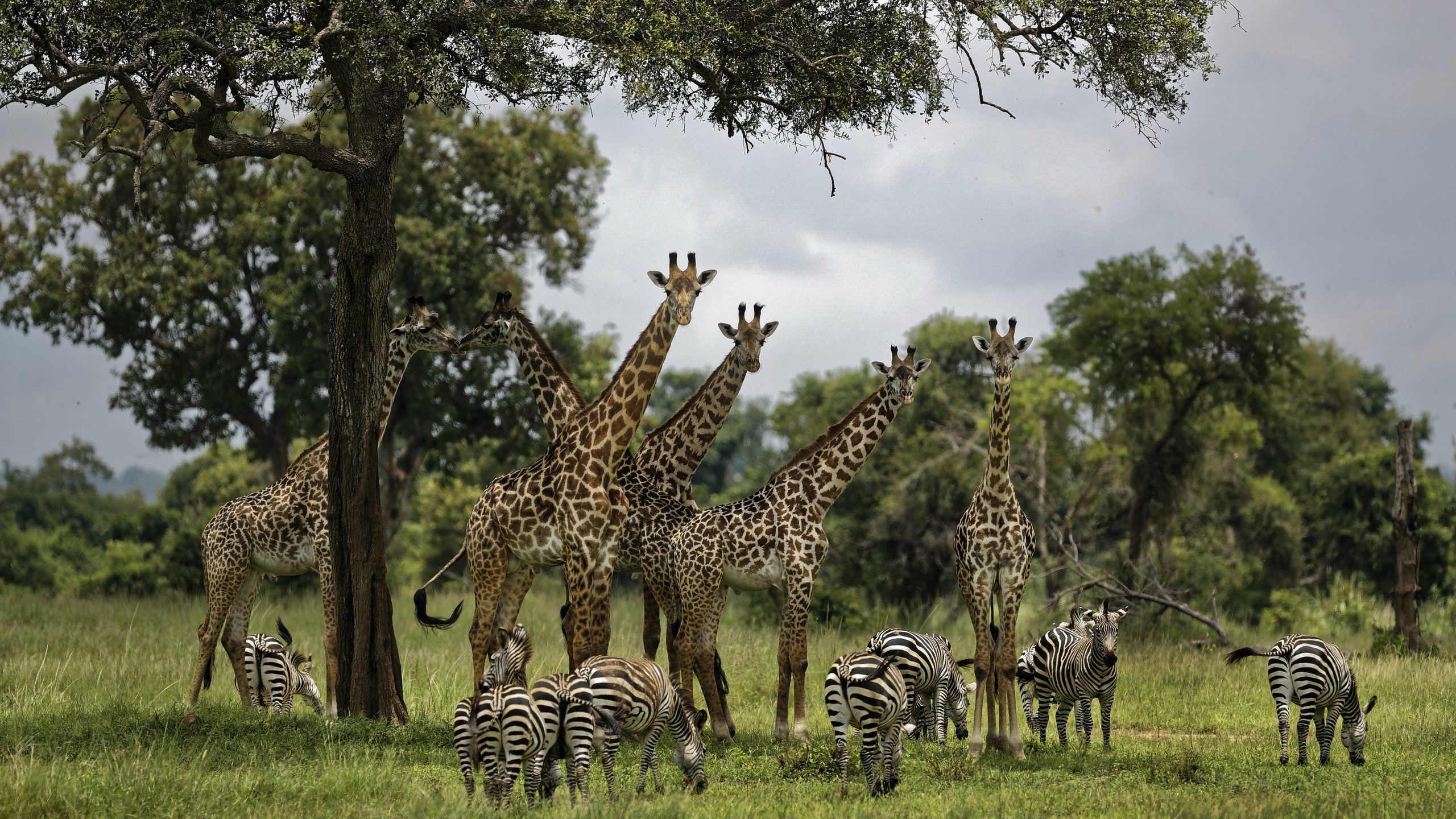 UN: Milion ugroženih vrsta na planeti, opstanak ljudi u pitanju 1