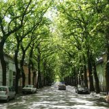 Vojvođanska prolećna rapsodija 1