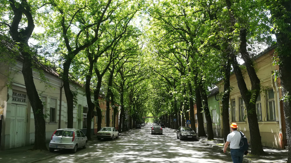 Vojvođanska prolećna rapsodija 1