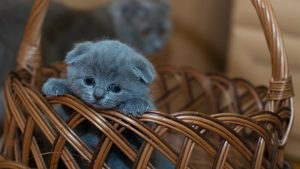 Zanimljive činjenice o tek rođenim mačićima 2