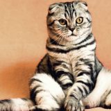 Šta treba da znate ako imate stariju mačku? 3