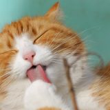 Sankcije i za mačke iz Rusije: Zabrana učešća na međunarodnim takmičenjima 4