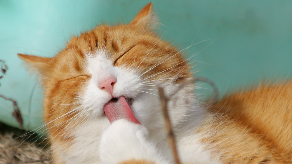 Šest stvari koje će vašoj mački obezbediti zdrav i srećan život 1