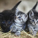 Zašto mačke jedu travu? 12