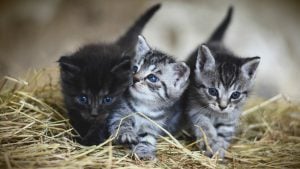 Zanimljive činjenice o tek rođenim mačićima 4