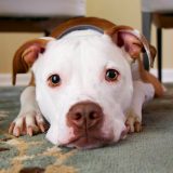 Razlozi zbog kojih vas pas uporno gleda 9