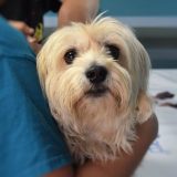 Postali nezvanični azil: Porodica u Hrvatskoj čuva 114 pasa 1