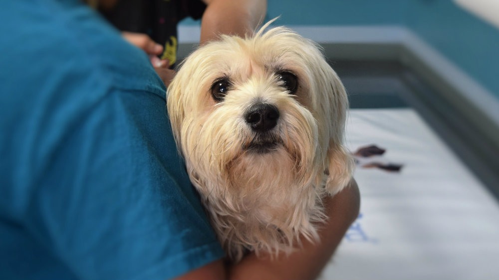 U Čuburskom parku 14. septembra Treći „Pet Day“ 1