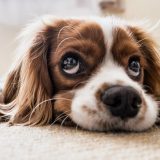 Šta su uzroci šištanja kod pasa? 14