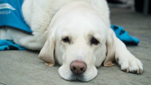 Bolest kojom ljudi lako zaraze svog ljubimca 3