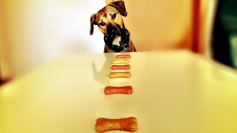 Razlozi zbog kojih je vaš ljubimac stalno ekstremno gladan 1