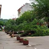 Aleksinac: Nastavljena seča stabala 8