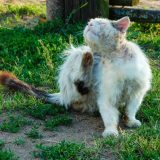 Šta raditi kad mačka dođe u kontakt sa preparatom protiv buva za pse? 5