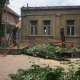 U Inđiji nezakonito posečena zdrava stabla lipe 8