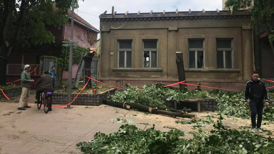 U Inđiji nezakonito posečena zdrava stabla lipe 1