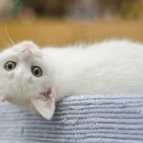 Na Dan mačaka uvek aktuelna rasprava gde su pripitomljene 5