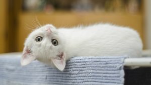 Šest stvari koje će vašoj mački obezbediti zdrav i srećan život 3