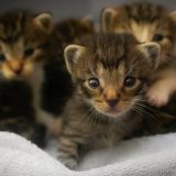 Zanimljive činjenice o tek rođenim mačićima 1
