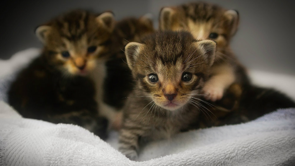 Zanimljive činjenice o tek rođenim mačićima 1