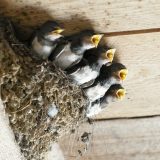 Počelo takmičenje za seosko domaćinstvo sa najviše gnezda lasta 2